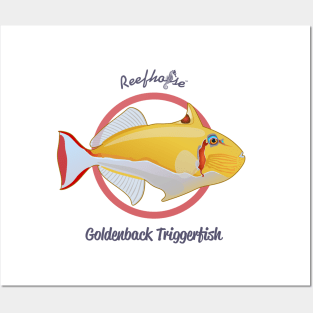 Golden Triggerfish Posters and Art